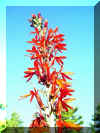 Cardinal Flower.jpg (62722 bytes)