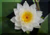 White Water Lily.jpg (64158 bytes)