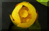 Yellow Pond Lily.jpg (74229 bytes)